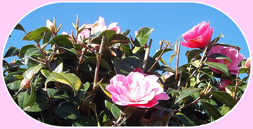 Pink Camellias. by grace55