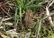20th Apr 2016 - American Toad