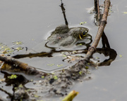 19th Apr 2016 - Frog