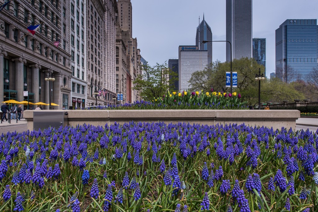 Chicago Begins to Bloom by taffy