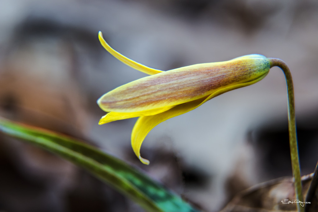 Trout-Lily by skipt07