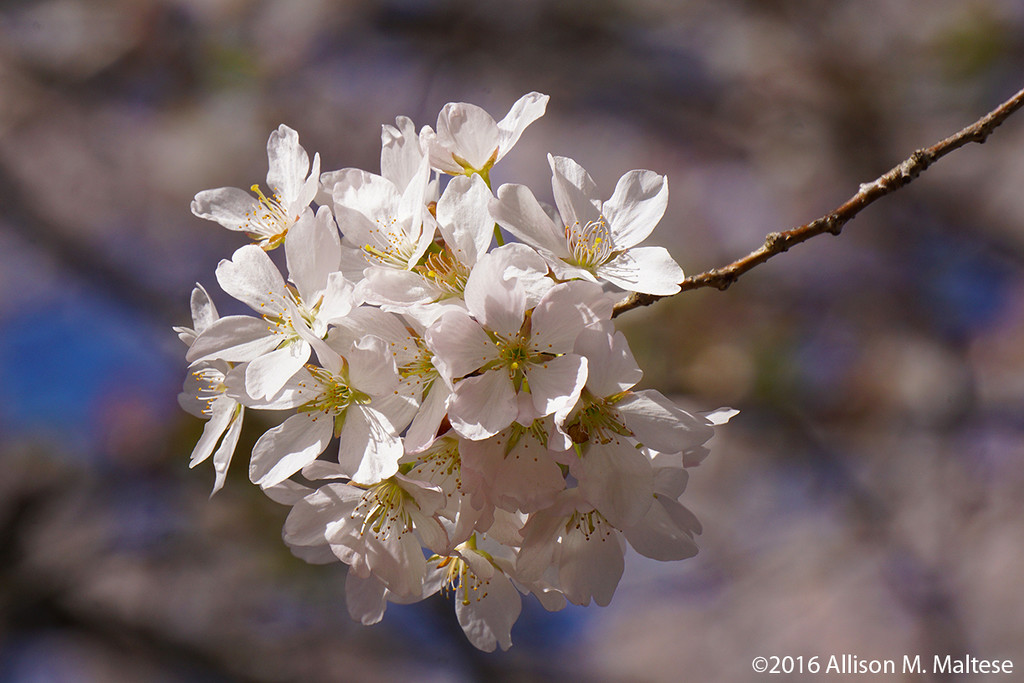 Cherry Blossoms I by falcon11