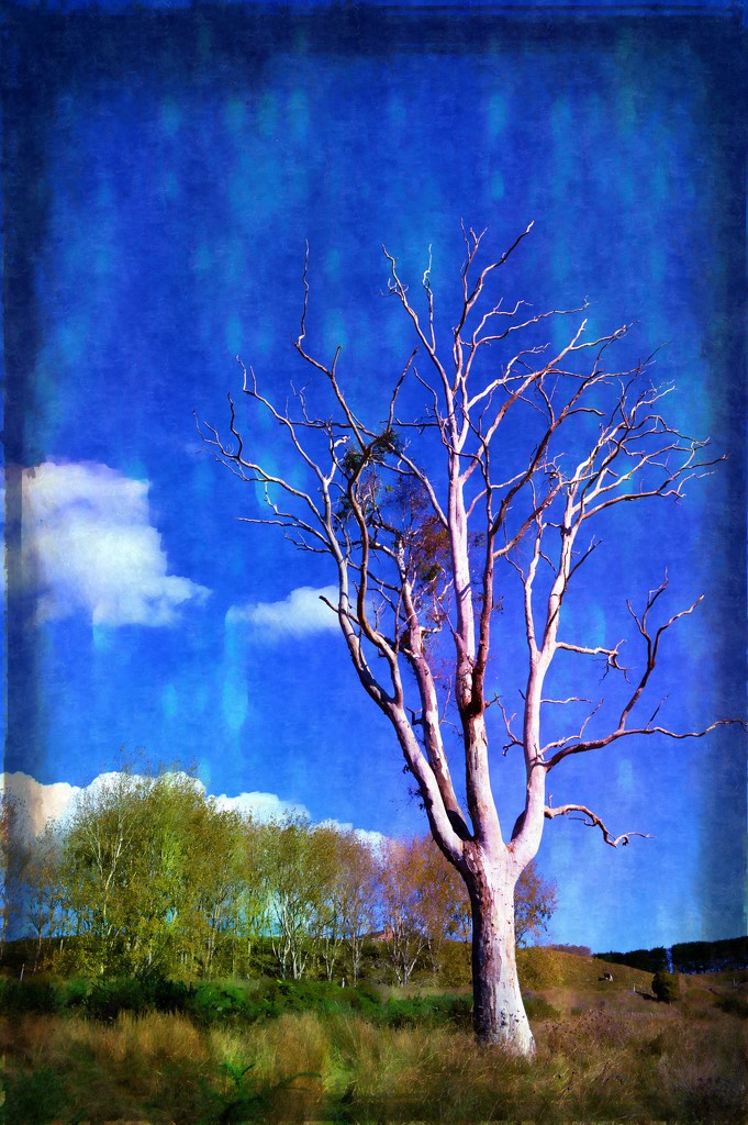 Tree by nickspicsnz