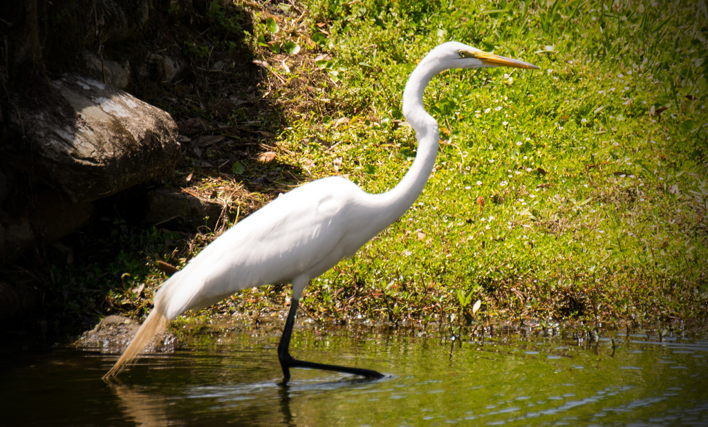 Great Egret Searching for Dinner! by rickster549