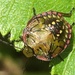 Beetle  by Dawn