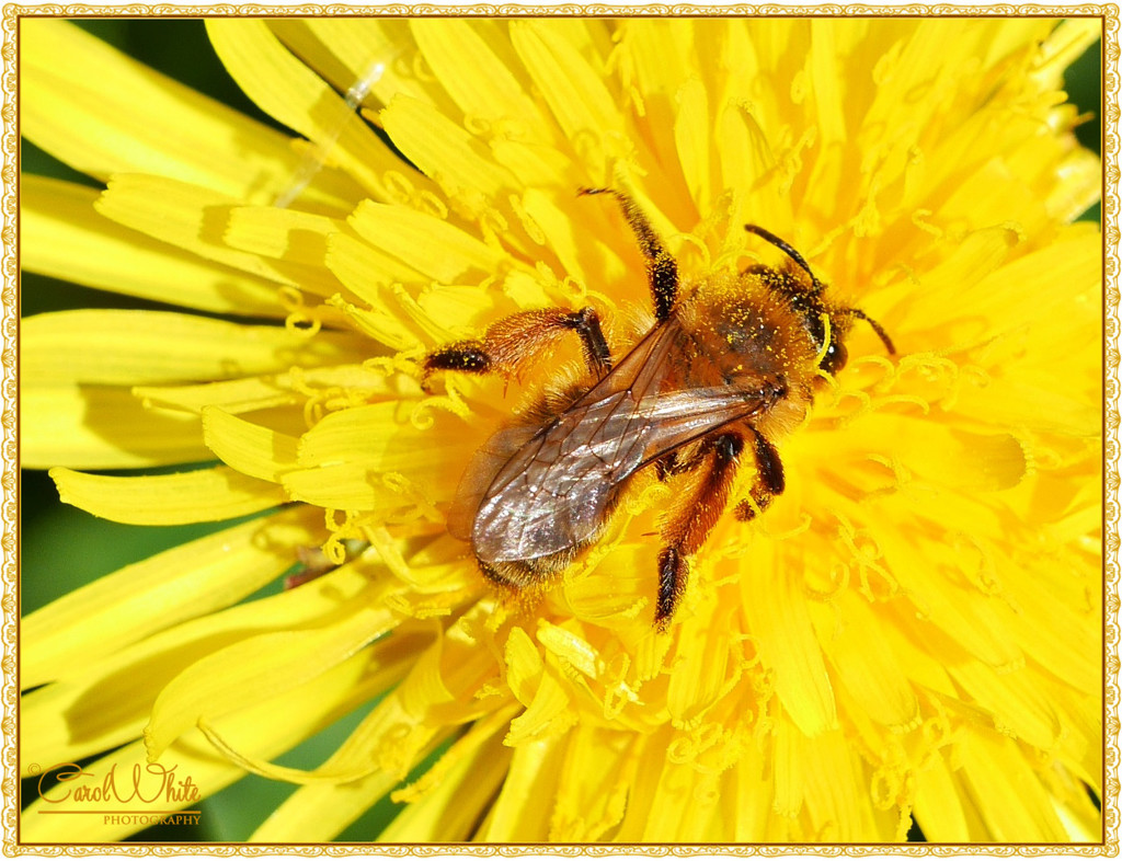 Pollen Gatherer by carolmw