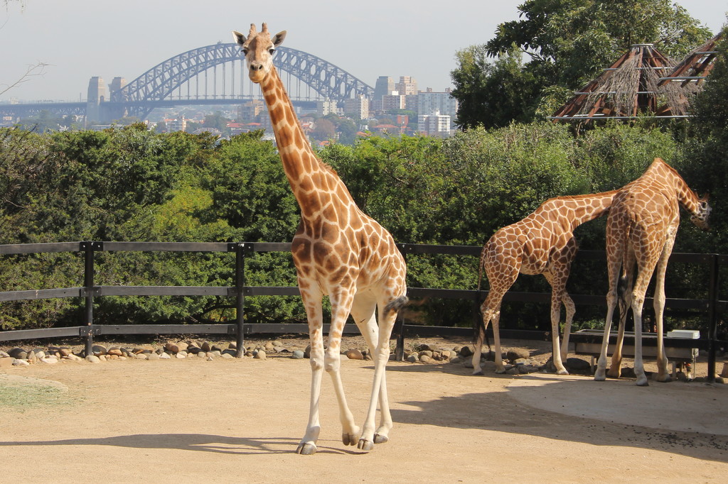 Zoo with a view by gilbertwood