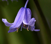 20th Apr 2016 - Bluebell.