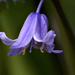 Bluebell. by wendyfrost