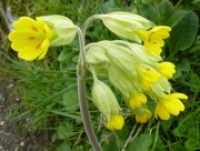 20th Apr 2016 - sunny cowslips