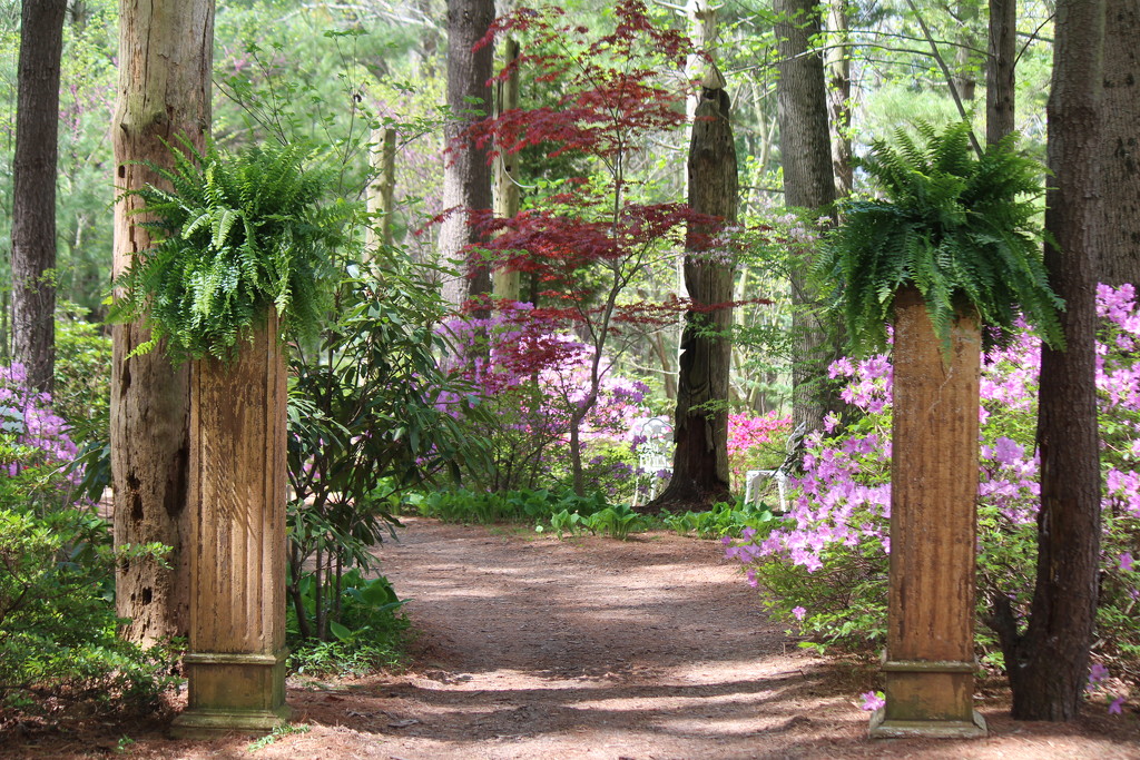 The Azalea Path & Botanical Gardens by essiesue