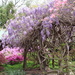 The Azalea Path Aboretum & Botanical Gardens by essiesue