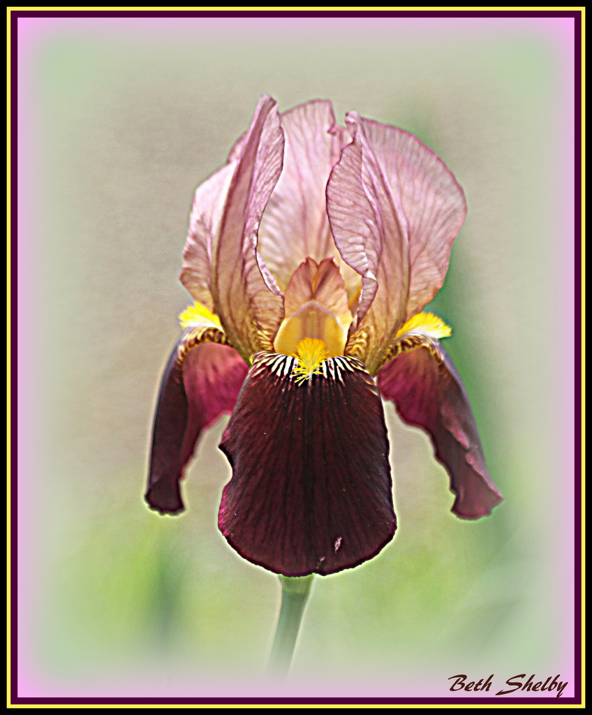 Iris of a Differen Color by vernabeth