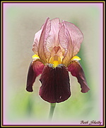 18th Apr 2016 - Iris of a Differen Color