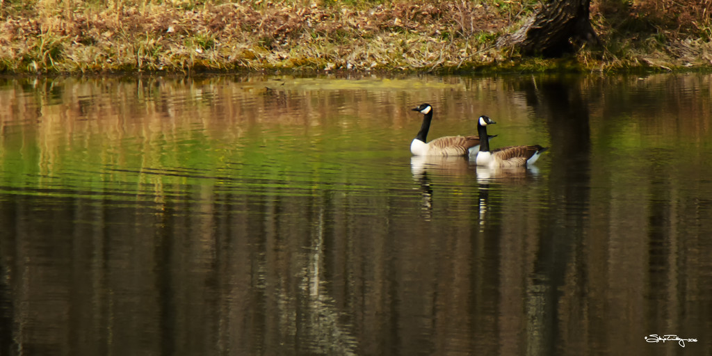 Canadian Geese  by skipt07