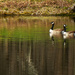 Canadian Geese  by skipt07
