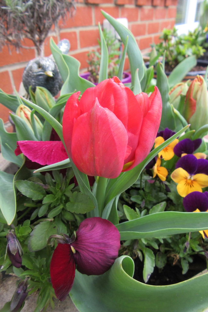 Tulips by the door by lellie