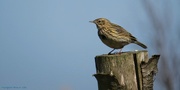 20th Apr 2016 - Who am I?  I found out, it's a MEADOW PIPIT!