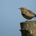 Who am I?  I found out, it's a MEADOW PIPIT! by craftymeg