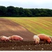 Pigs of the Plain by ajisaac