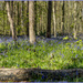 Bluebells by pcoulson