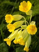 20th Apr 2016 - Cowslips