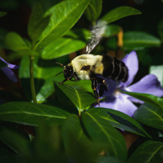 20th Apr 2016 - Bumble bee