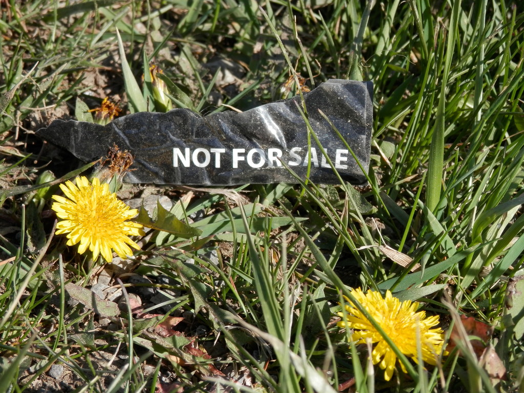 Not for Sale by julie