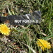 Not for Sale by julie