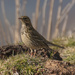 Meadow pipit. by gamelee