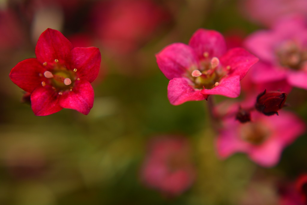 Small red and pink flowers. by ziggy77