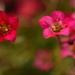 Small red and pink flowers. by ziggy77