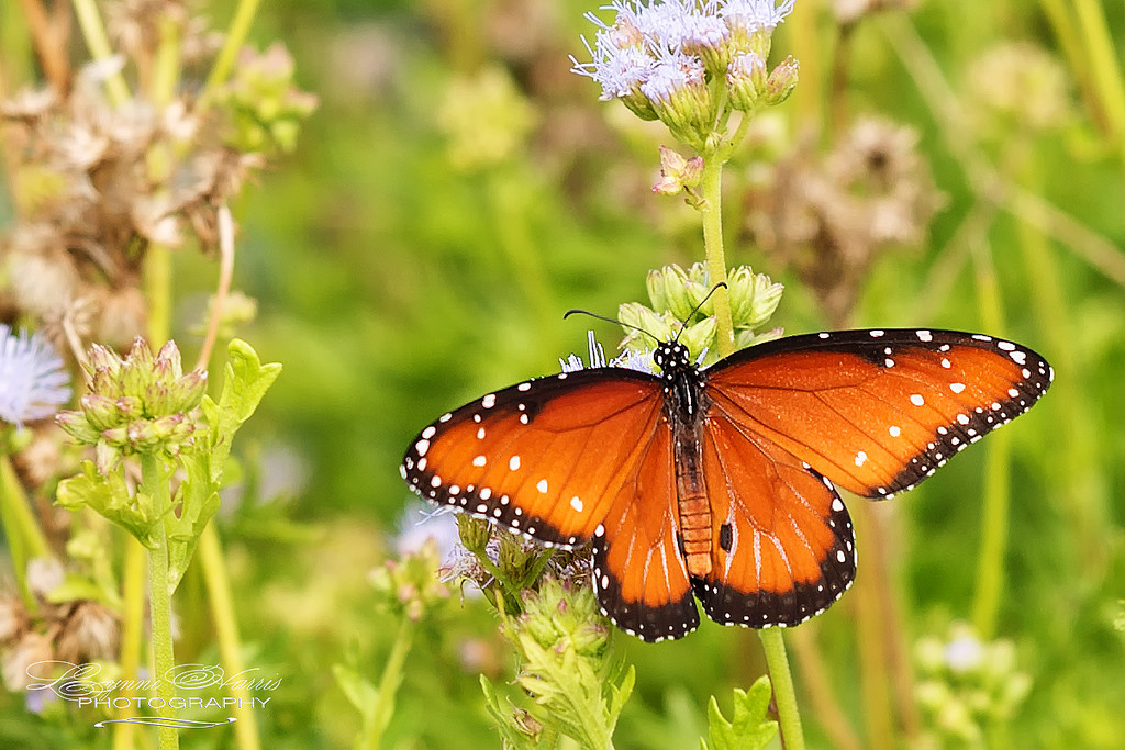 Butterflies are Free by lynne5477