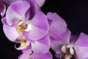 20th Apr 2016 - Orchids