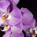 Orchids by gaylewood