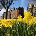 Day 111 - ...a host of golden daffodils.  by wag864
