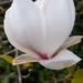 First Magnolia by megpicatilly