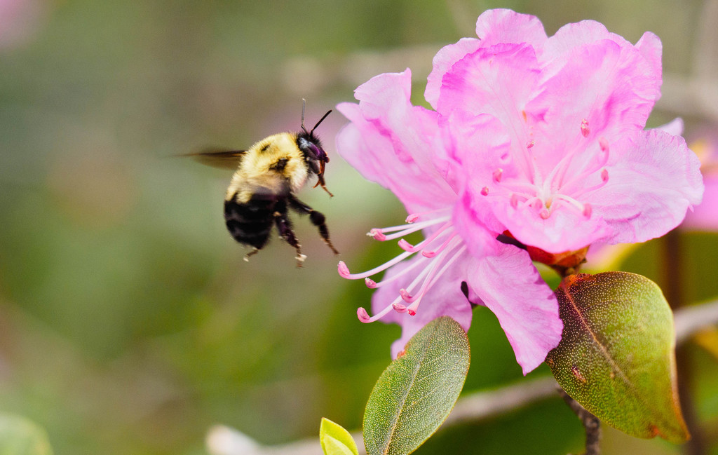 Happy Big Bee by tosee