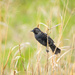 Red-winged Blackbird by rminer