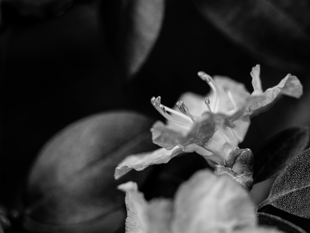 Rhododendron by tosee