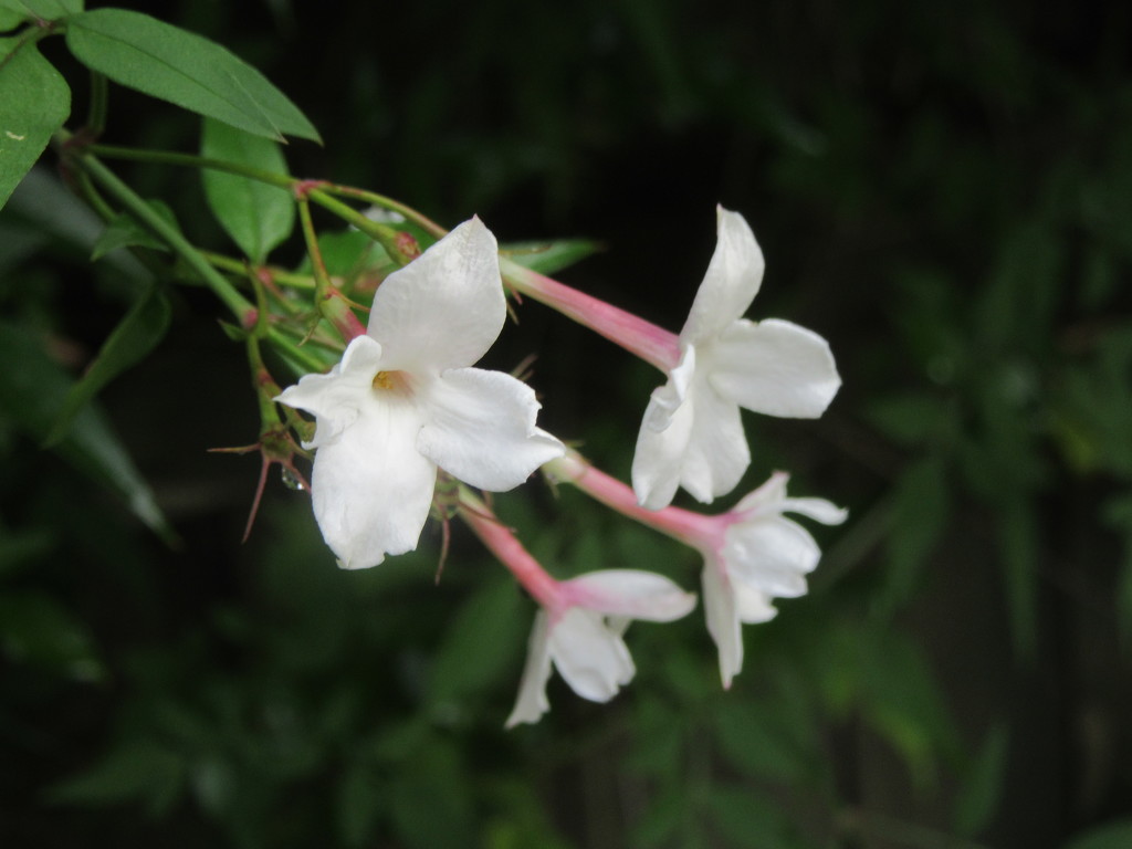 Jasmine flower by lellie