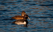 20th Apr 2016 - Ring Necked Duck