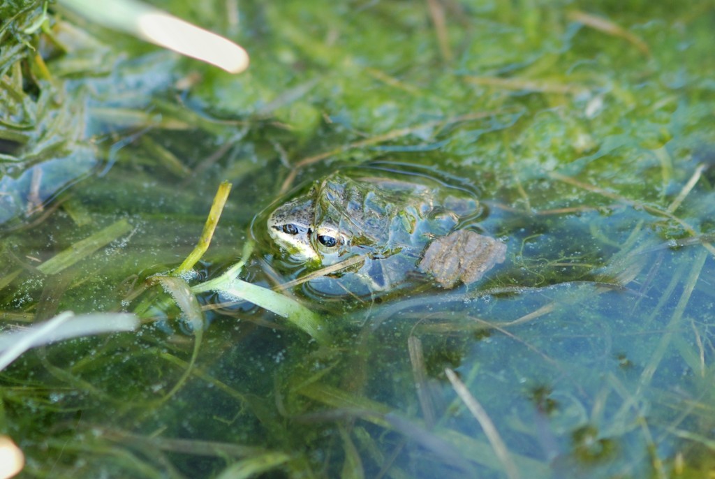 Froggie by farmreporter