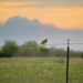 Meadowlark and a Brewing Stormy Sky by kareenking