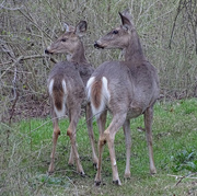 21st Apr 2016 - White-tailed Deer