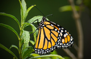20th Apr 2016 - Monarch Butterfly!