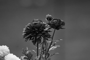 1st Apr 2016 - Flowers in Black and White