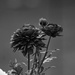 Flowers in Black and White by randy23