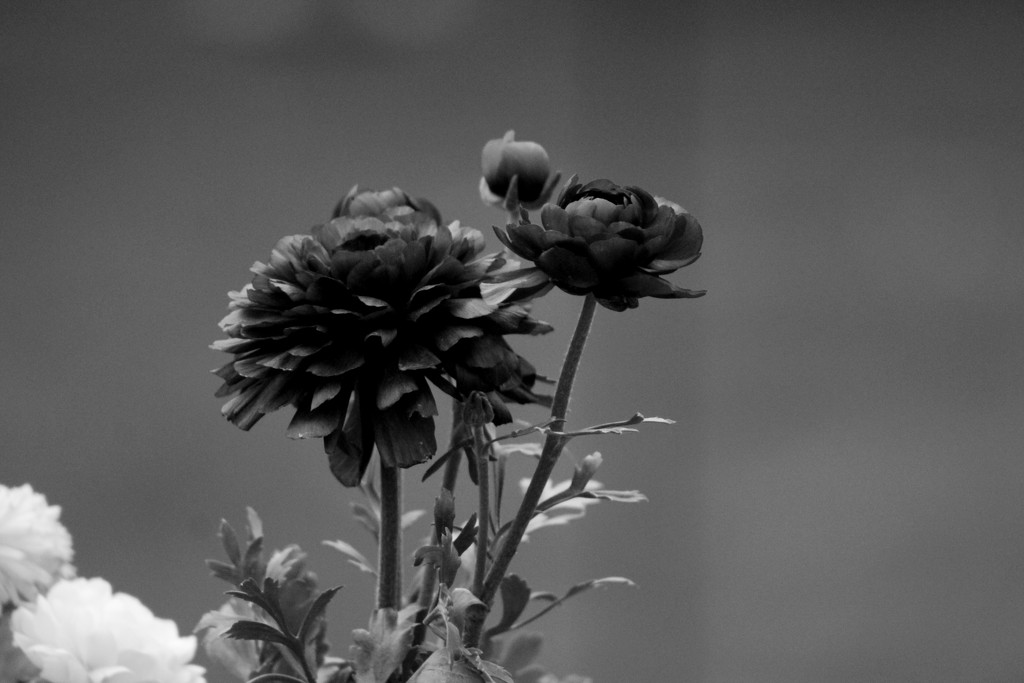 Purple Flowers in Black and White by randy23