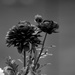 Purple Flowers in Black and White by randy23